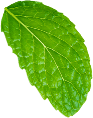 leaf